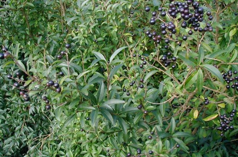 Common Privet Is The Newest Familiar Shrub To Lose Its Pass