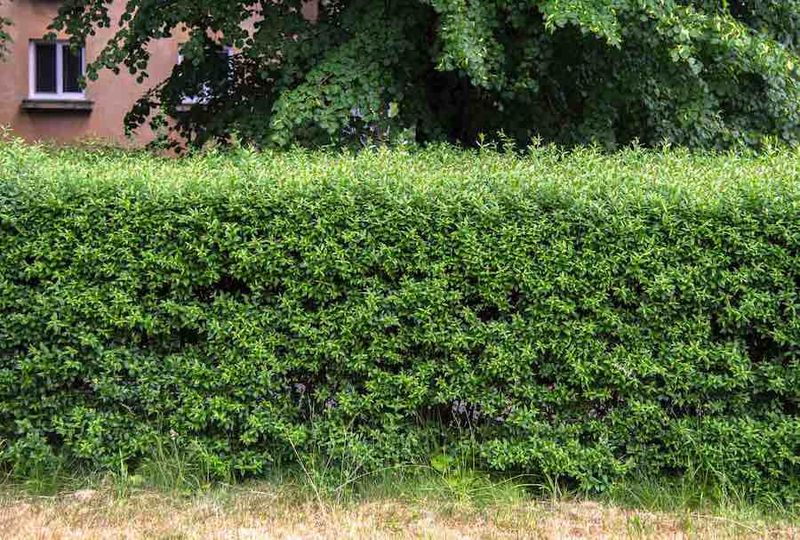 Common Privet: The Formal Hedge That Wanders Common Privet: The Formal Hedge That Wanders