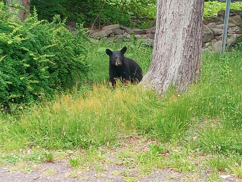Common Reasons Bears Wander Into Residential Yards