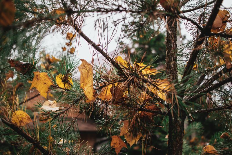 Common Reasons Trees Shed Leaves Early