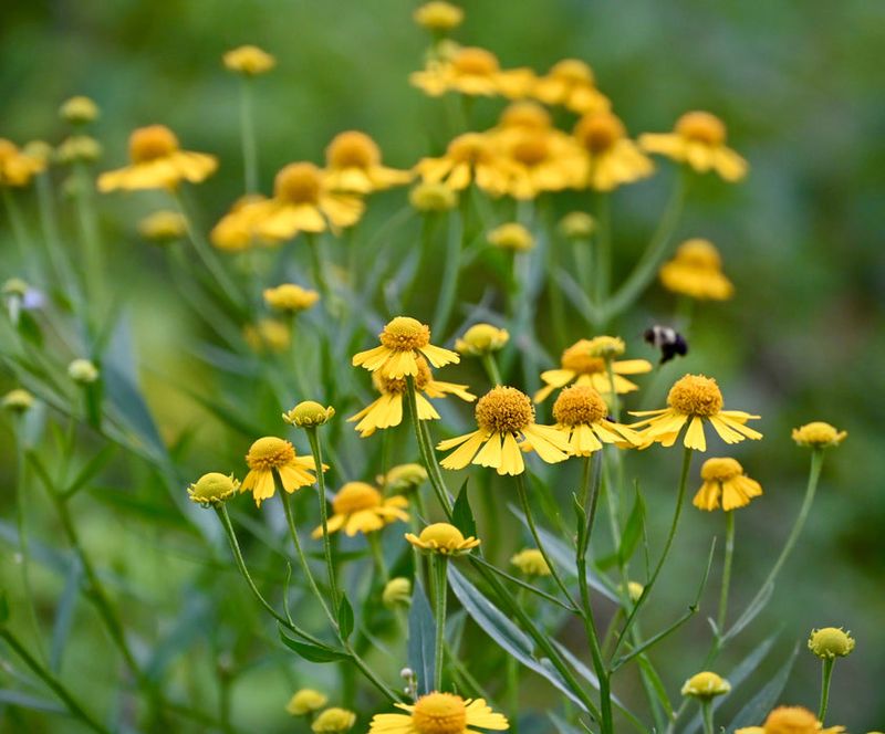 Common Sneezeweed