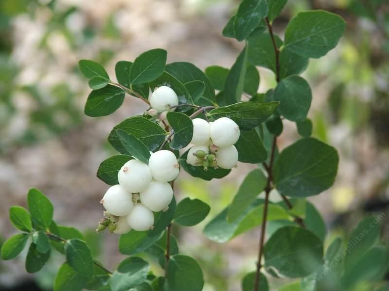 Common Snowberry Forms A Thick, Suckering Hedge