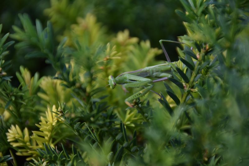 Common Species Found In Kentucky Gardens