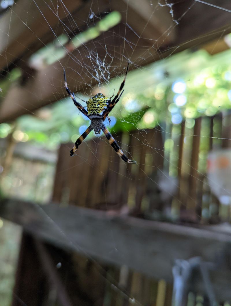 Common Spider Species Behind Maryland Webs Common Spider Species Behind Maryland Webs
