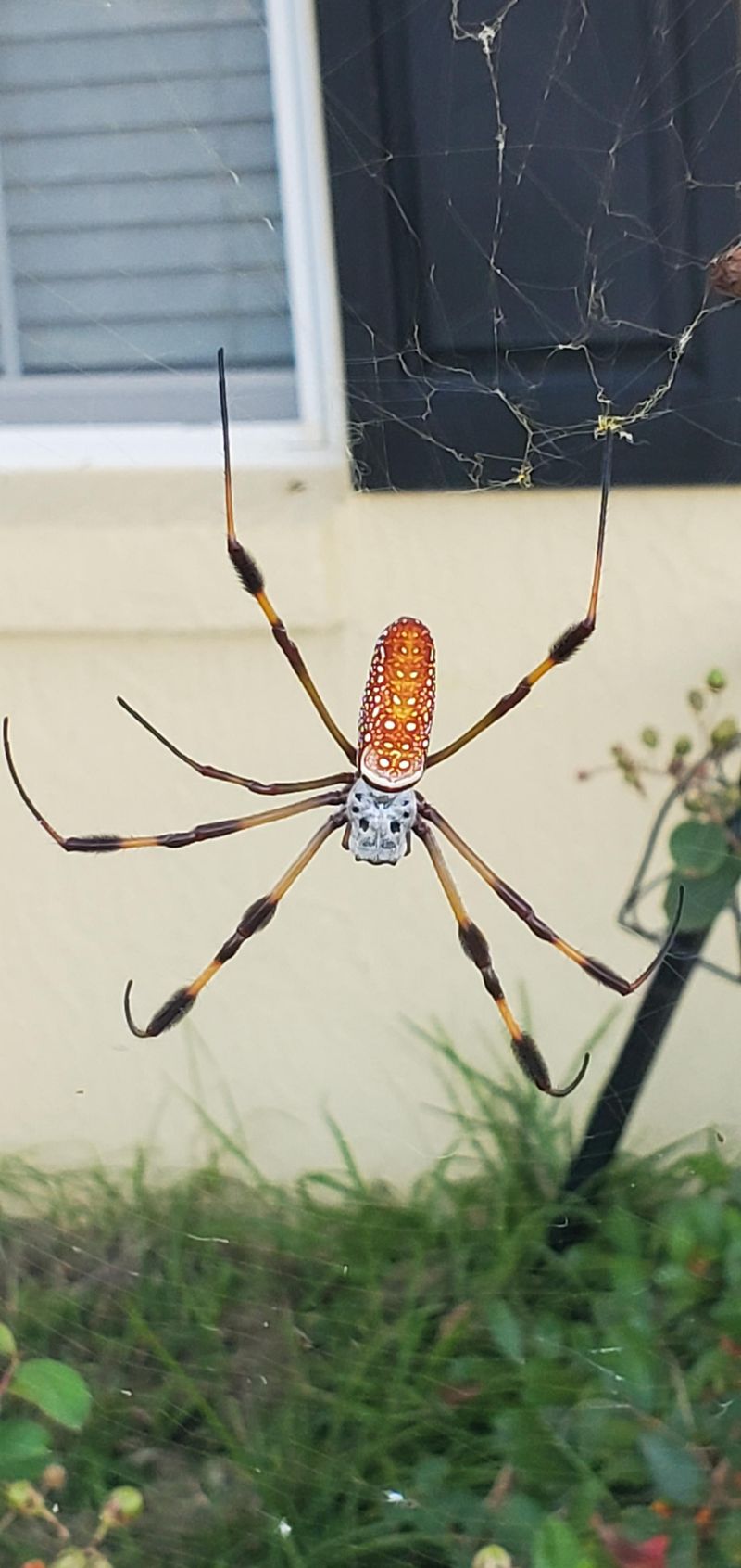 Common Spots Around Porches And Structures