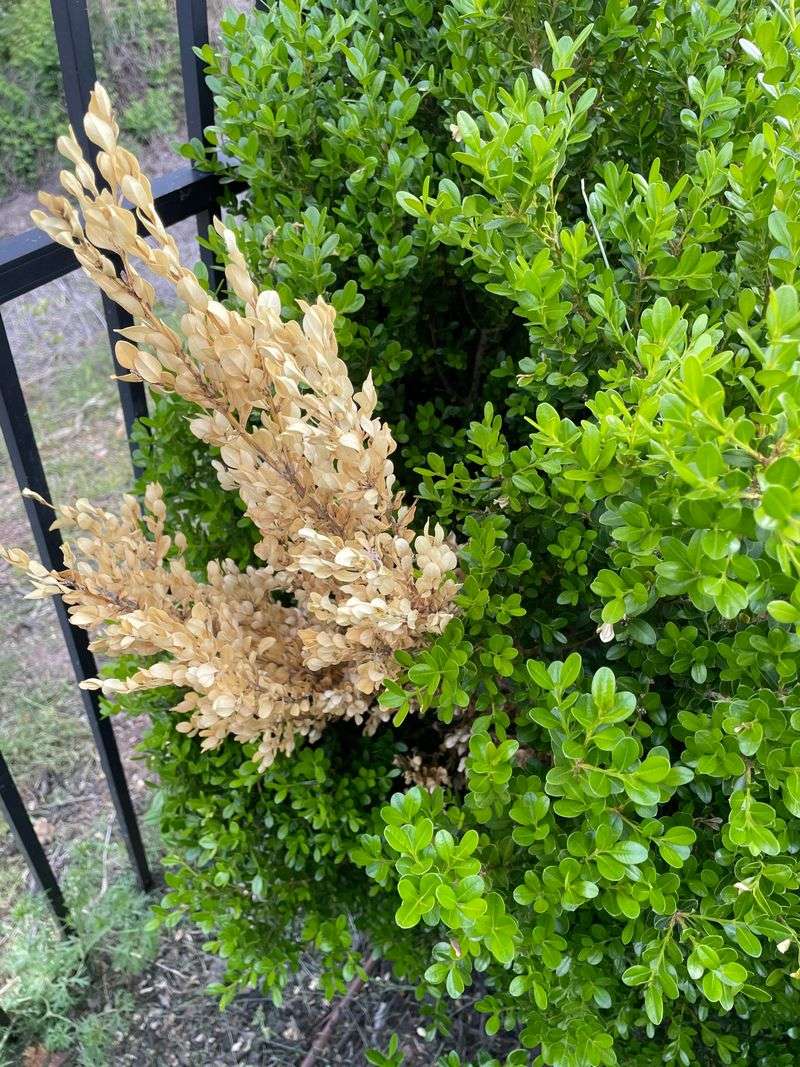 Common Struggles With Traditional Boxwood Plantings Common Struggles With Traditional Boxwood Plantings