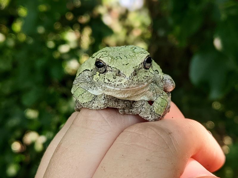 Common Wisconsin Frog Species You Might Spot