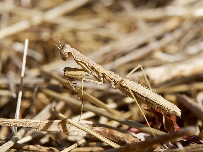 Common Wisconsin Species You Might Spot