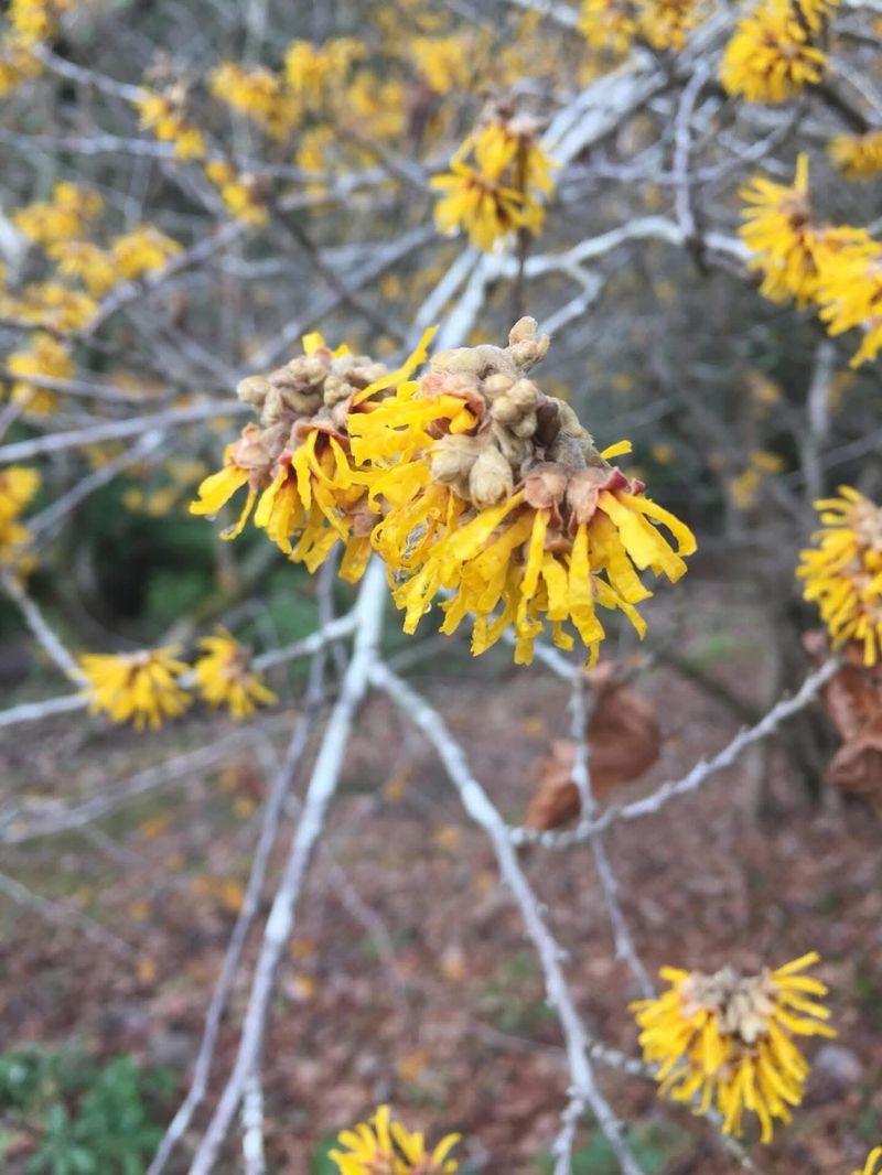 Common Witch Hazel Makes The Most Of Fall Common Witch Hazel Makes The Most Of Fall