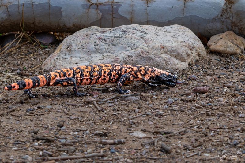 Common Yard Areas Where Gila Monsters May Appear Common Yard Areas Where Gila Monsters May Appear