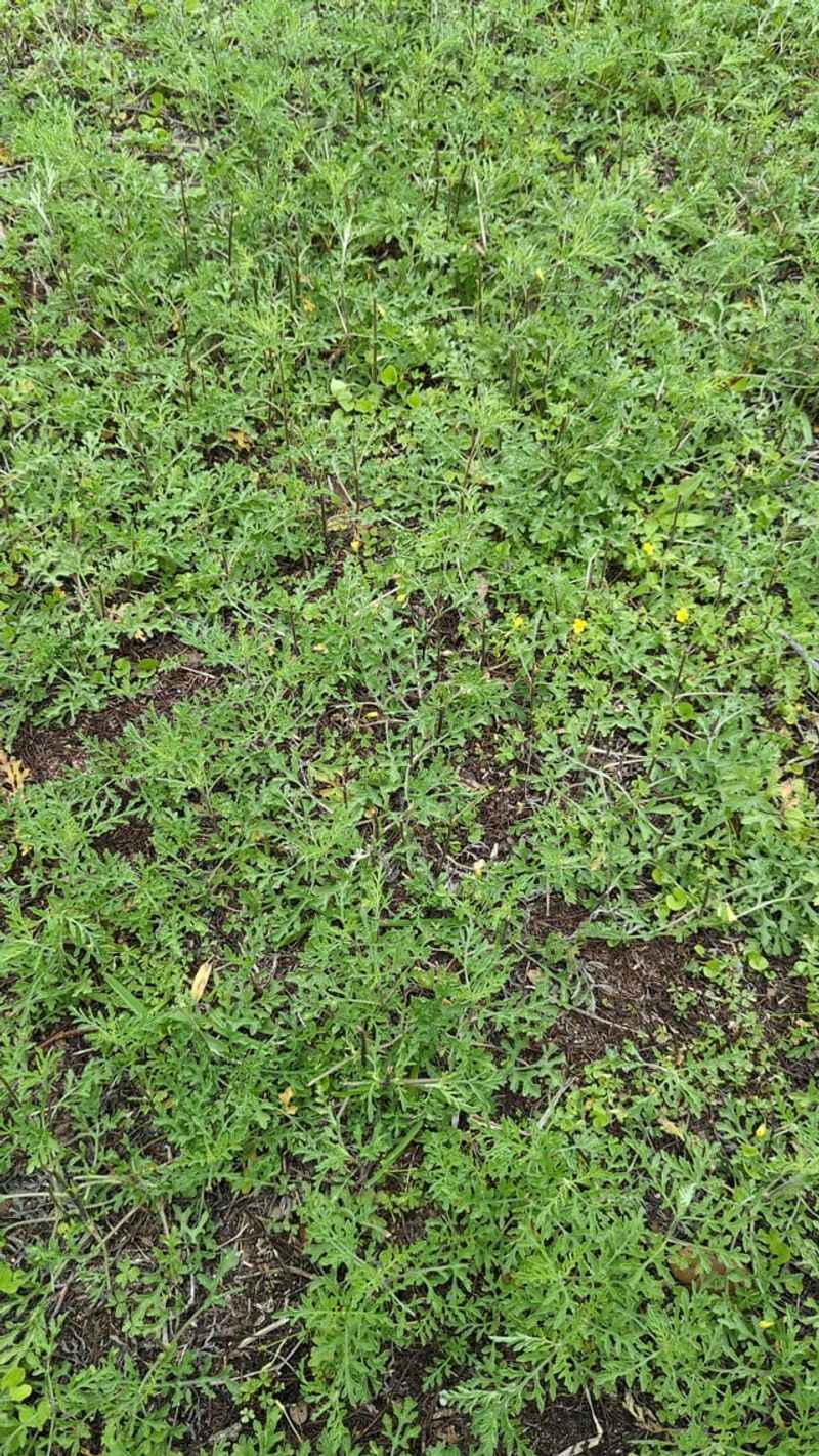 Common Yard Features That Attract Ragweed Growth Common Yard Features That Attract Ragweed Growth
