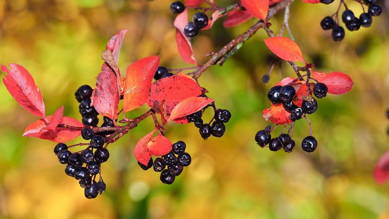 Compact Black Chokeberry Adds Berries And Bold Fall Color Compact Black Chokeberry Adds Berries And Bold Fall Color