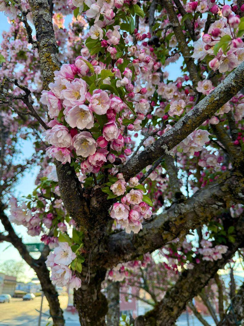 Compact Crabapples Keep Clearance Easier Compact Crabapples Keep Clearance Easier
