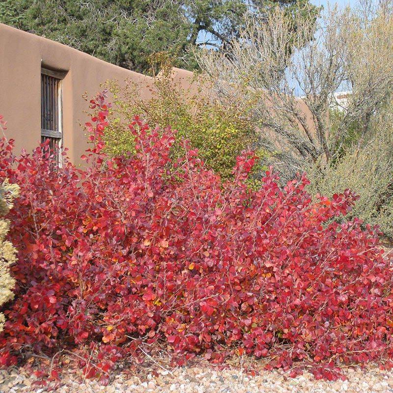 Compact Fragrant Sumac Fills Sunny Beds With Easy Fall Color Compact Fragrant Sumac Fills Sunny Beds With Easy Fall Color