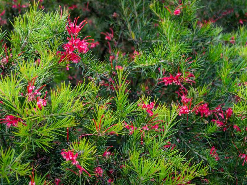 Compact Grevillea Adds Color In A Smaller Footprint Compact Grevillea Adds Color In A Smaller Footprint