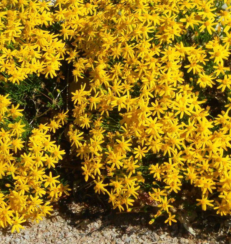 Compact Growth Fits Along Narrow Borders Compact Growth Fits Along Narrow Borders