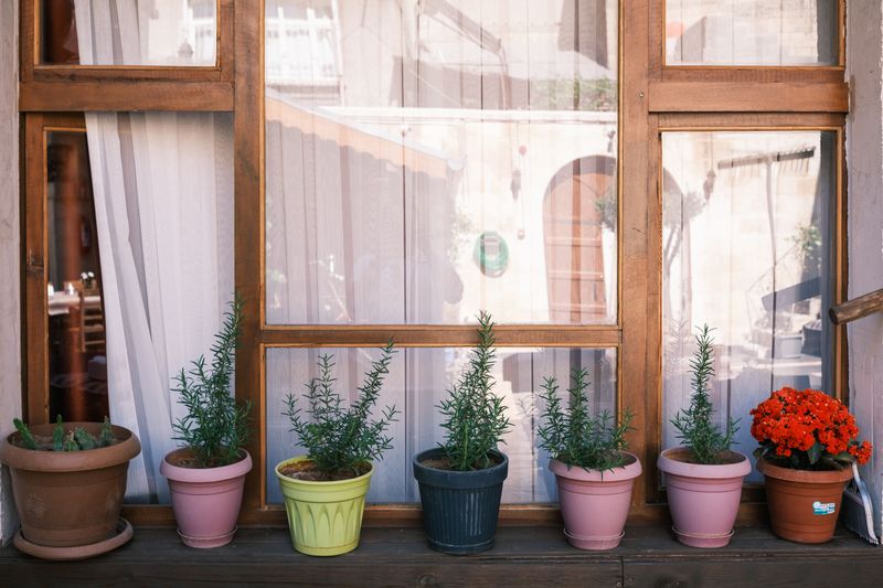 Compact Growth Fits Narrow Porch Spaces