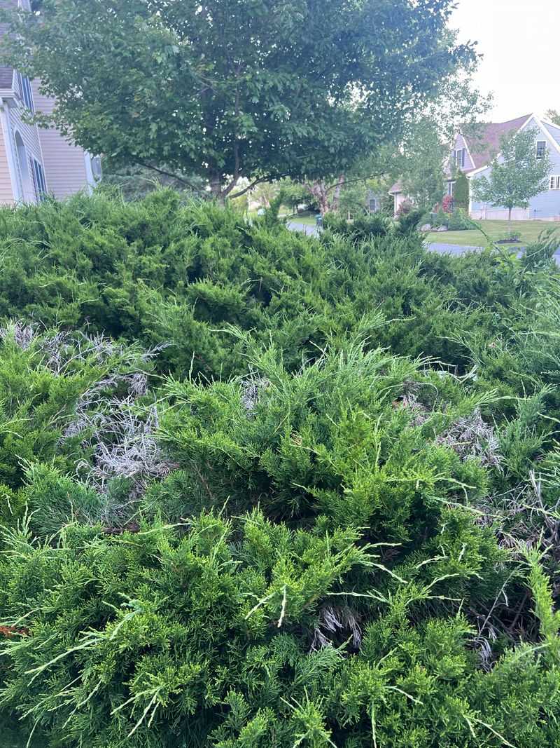 Compact Juniper Leaves Less Ground-Level Clutter Compact Juniper Leaves Less Ground-Level Clutter
