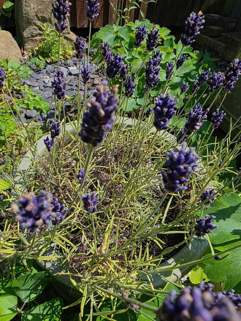 Compact Varieties That Actually Behave In Pots Compact Varieties That Actually Behave In Pots