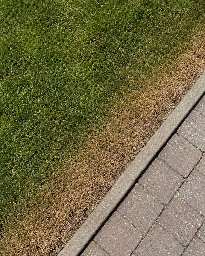Compacted Areas Often Turn Yellow First