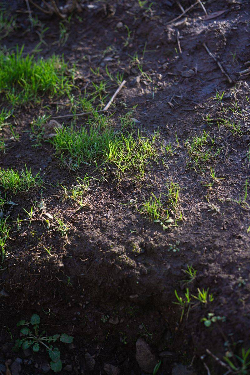 Compacted Ground Finally Gets Room To Breathe
