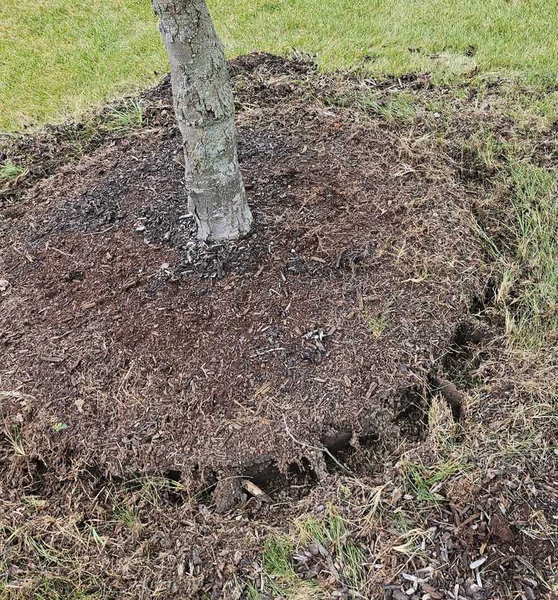 Compacted Soil Blocking Precious Moisture Compacted Soil Blocking Precious Moisture