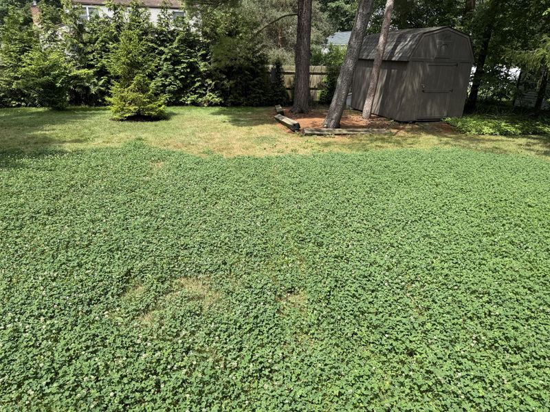 Compacted Soil Can Help Clover Stick Around Compacted Soil Can Help Clover Stick Around