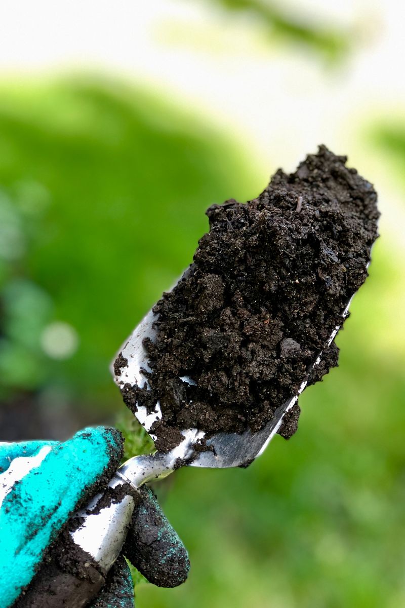 Compacted Soil Limited Nutrient Uptake