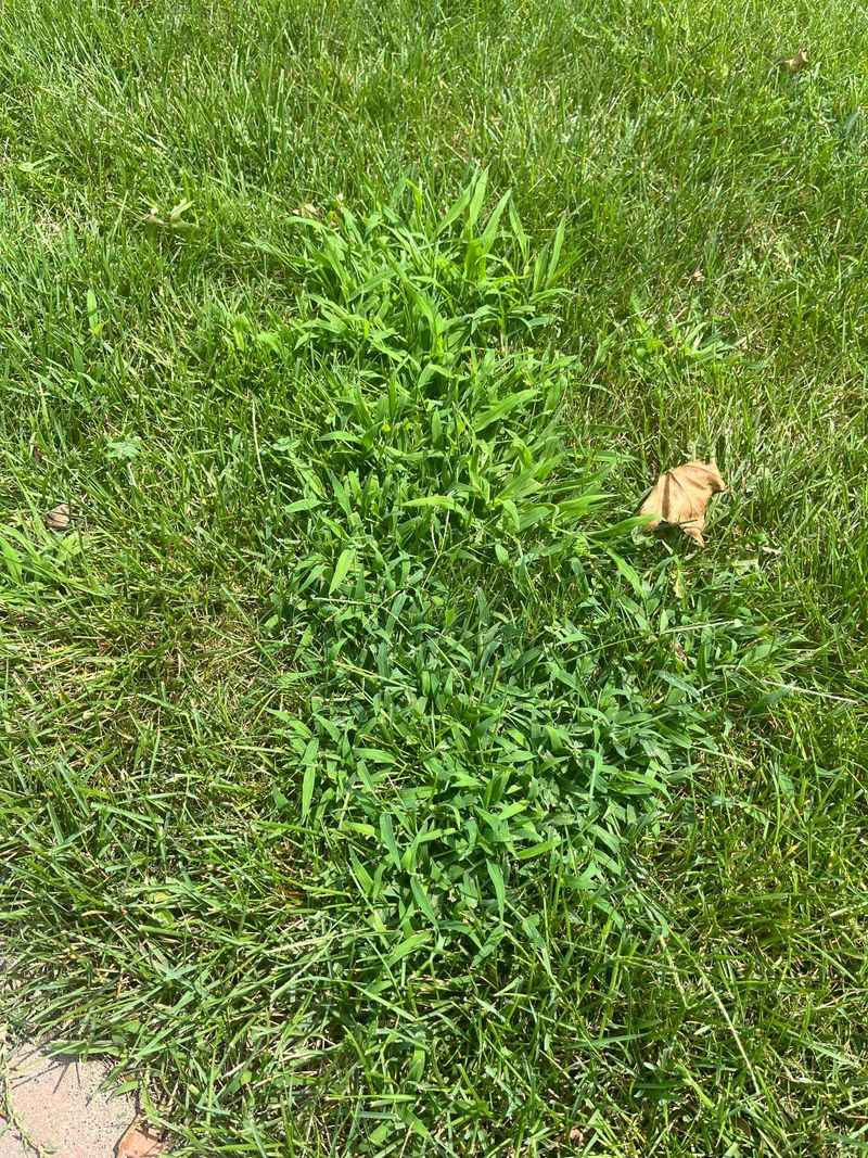 Compacted Soil Making Grass Struggle To Establish
