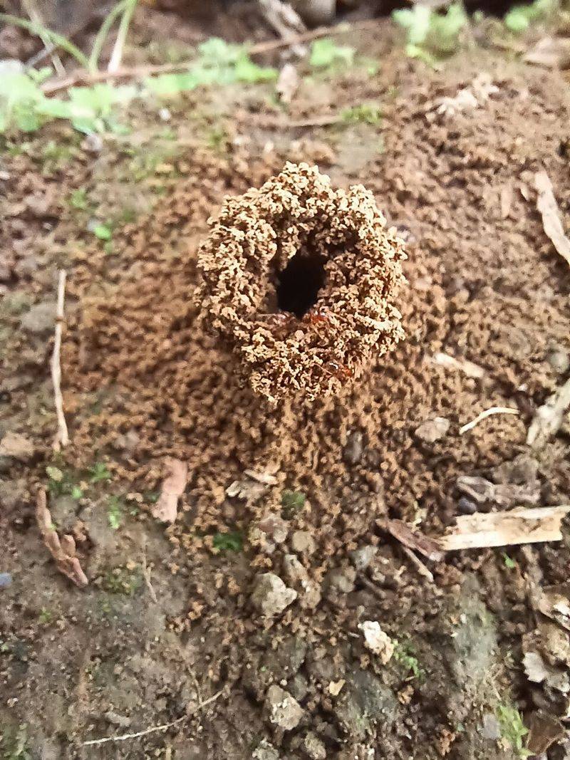 Compaction Levels Are Low Enough To Dig Easily Compaction Levels Are Low Enough To Dig Easily