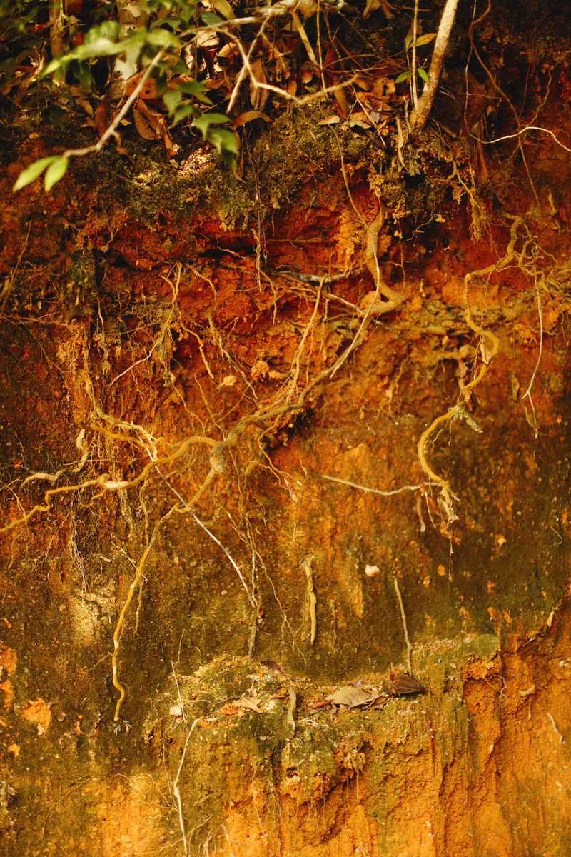 Compaction's Effect On Root Growth And Drainage Compaction's Effect On Root Growth And Drainage