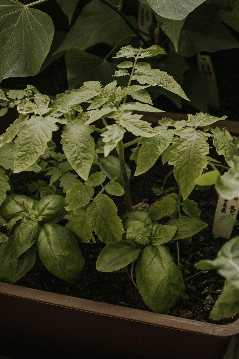 Companion Plant Basil Near Tomatoes And Peppers Companion Plant Basil Near Tomatoes And Peppers