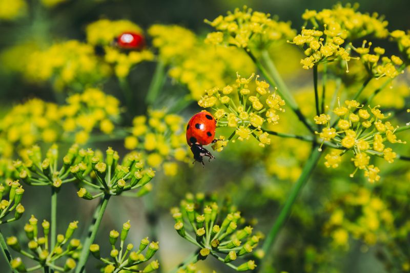 Companion Planting Boosts Natural Pest Control Companion Planting Boosts Natural Pest Control
