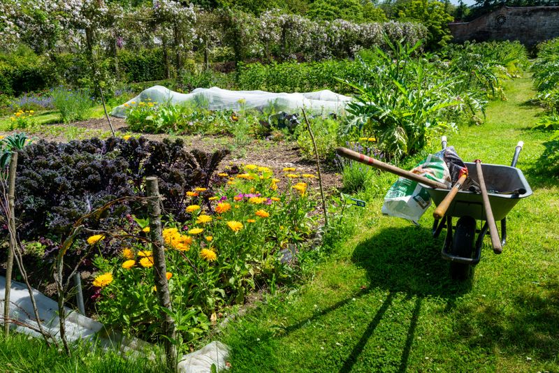 Companion Planting Boosts Nearby Vegetable Growth Companion Planting Boosts Nearby Vegetable Growth
