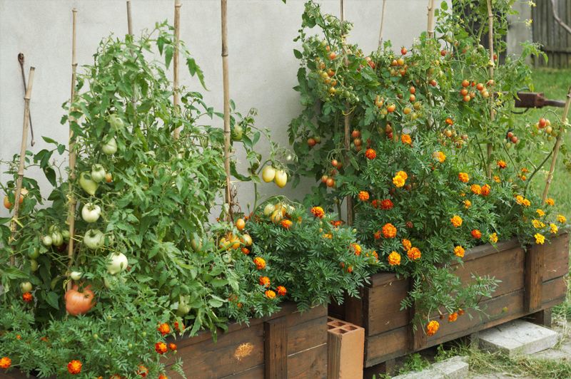 Companion Planting Confuses Hungry Insects