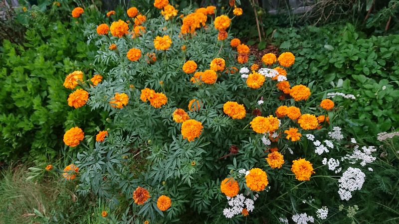 Companion Plants That Pair Well With Mint