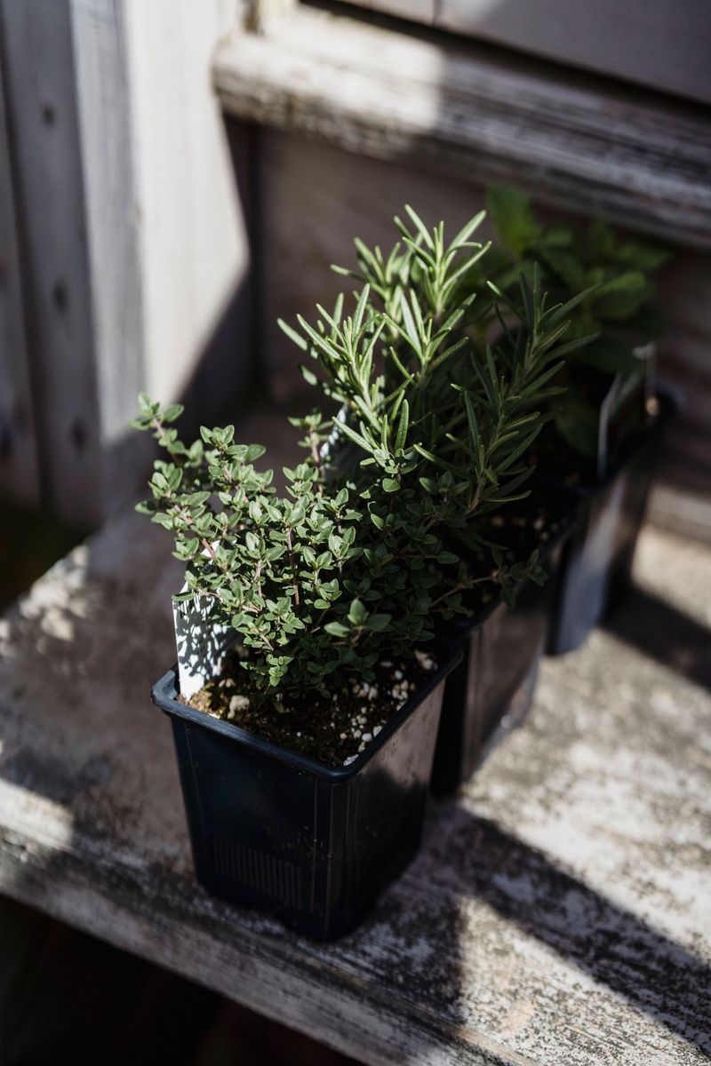 Companion Plants That Work Well Alongside Rosemary
