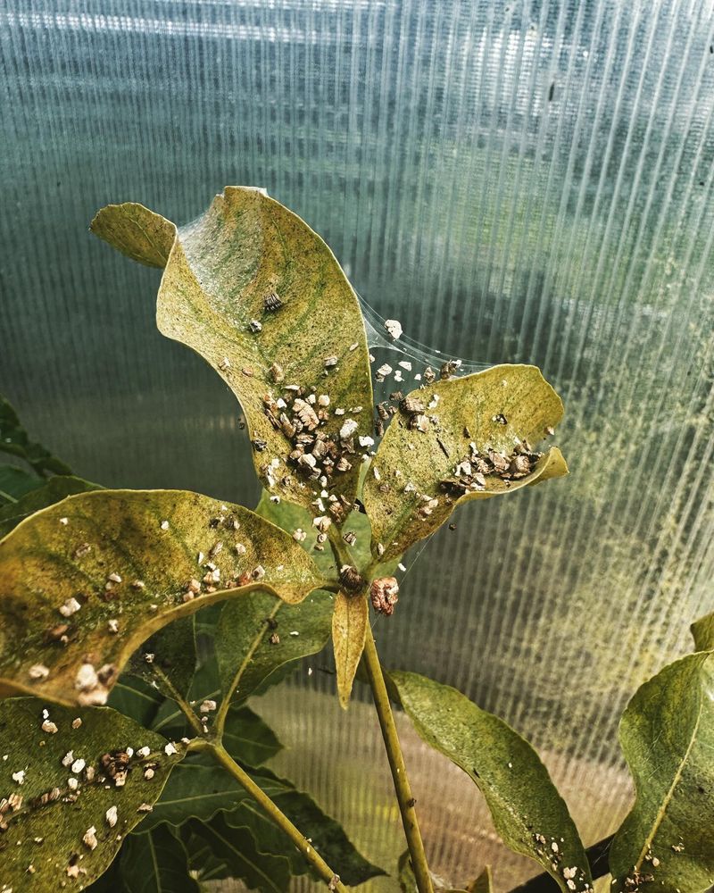 Compare Healthy And Damaged Leaves Compare Healthy And Damaged Leaves