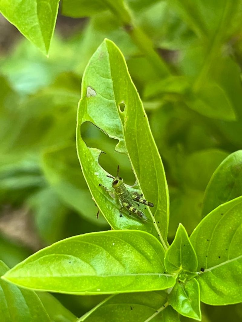 Compare Ragged Edges With Grasshopper Feeding