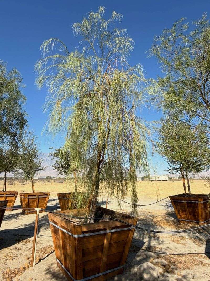 Compare Tree Options Before Fall Planting Begins
