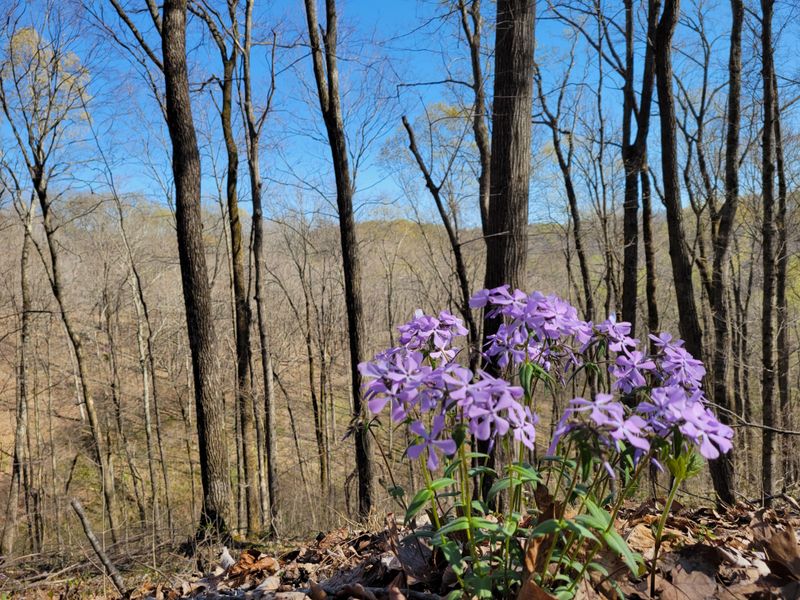 Comparing Bluehearts To Other Parasitic Wildflowers
