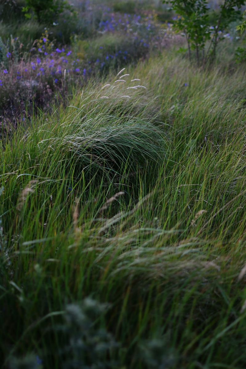 Comparing Prairie Dropseed To Traditional Lawn Grass Comparing Prairie Dropseed To Traditional Lawn Grass