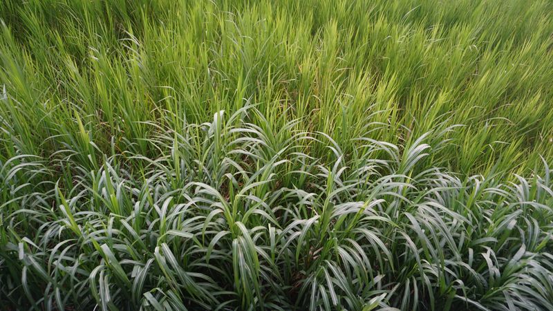 Comparing Quackgrass To Other Invasive Lookalikes