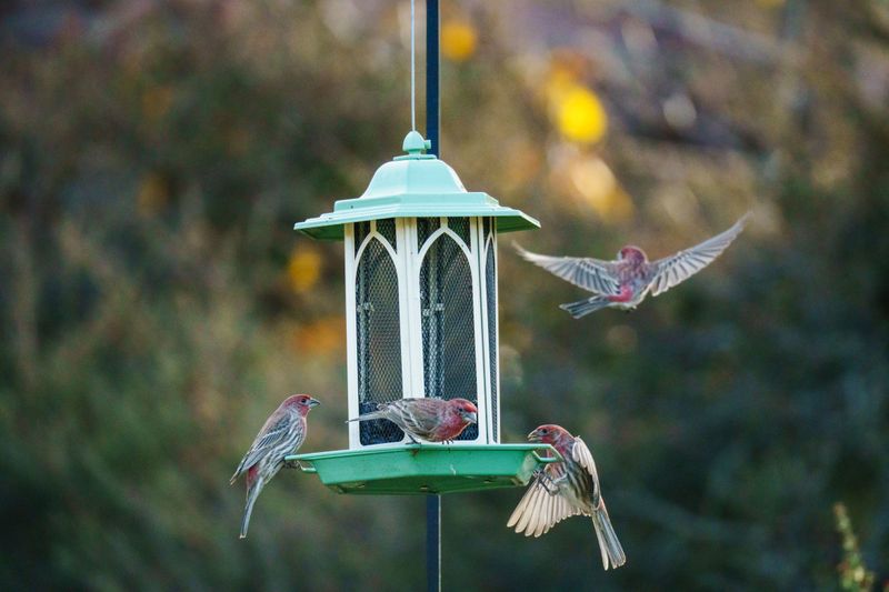 Competing Feeders Nearby Split Up Visiting Flocks Competing Feeders Nearby Split Up Visiting Flocks