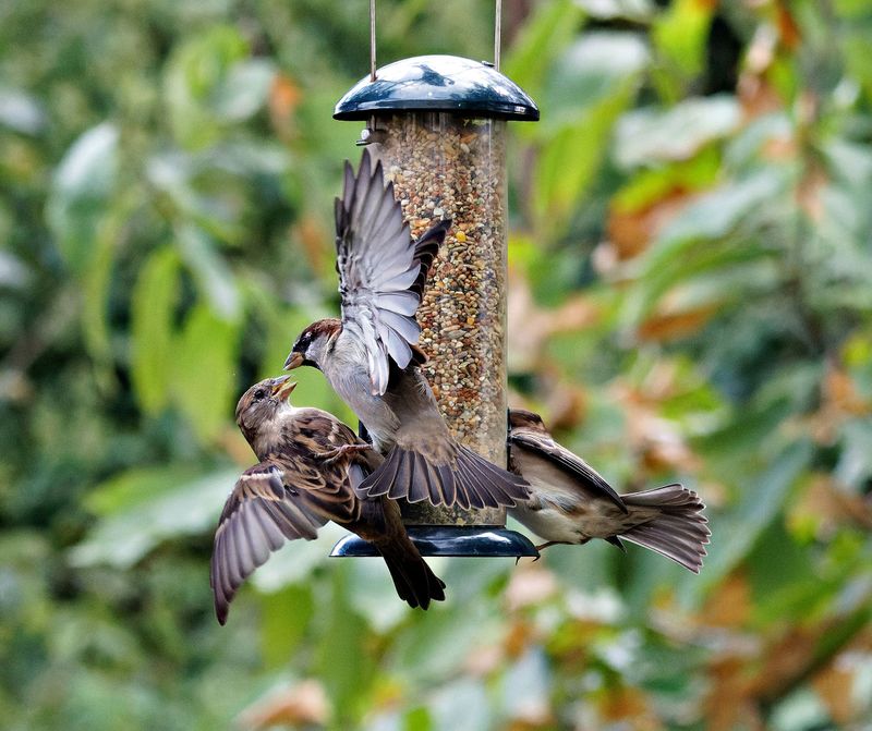 Competition Pushes Some Birds Away Competition Pushes Some Birds Away