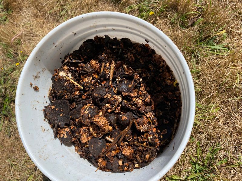 Compost And Organic Amendments Worth Adding Now