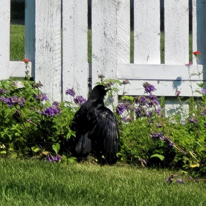 Compost Piles Can Attract Curious Crows