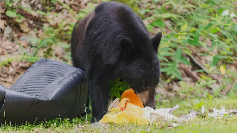 Compost Piles Can Smell Like Dinner From Far Away