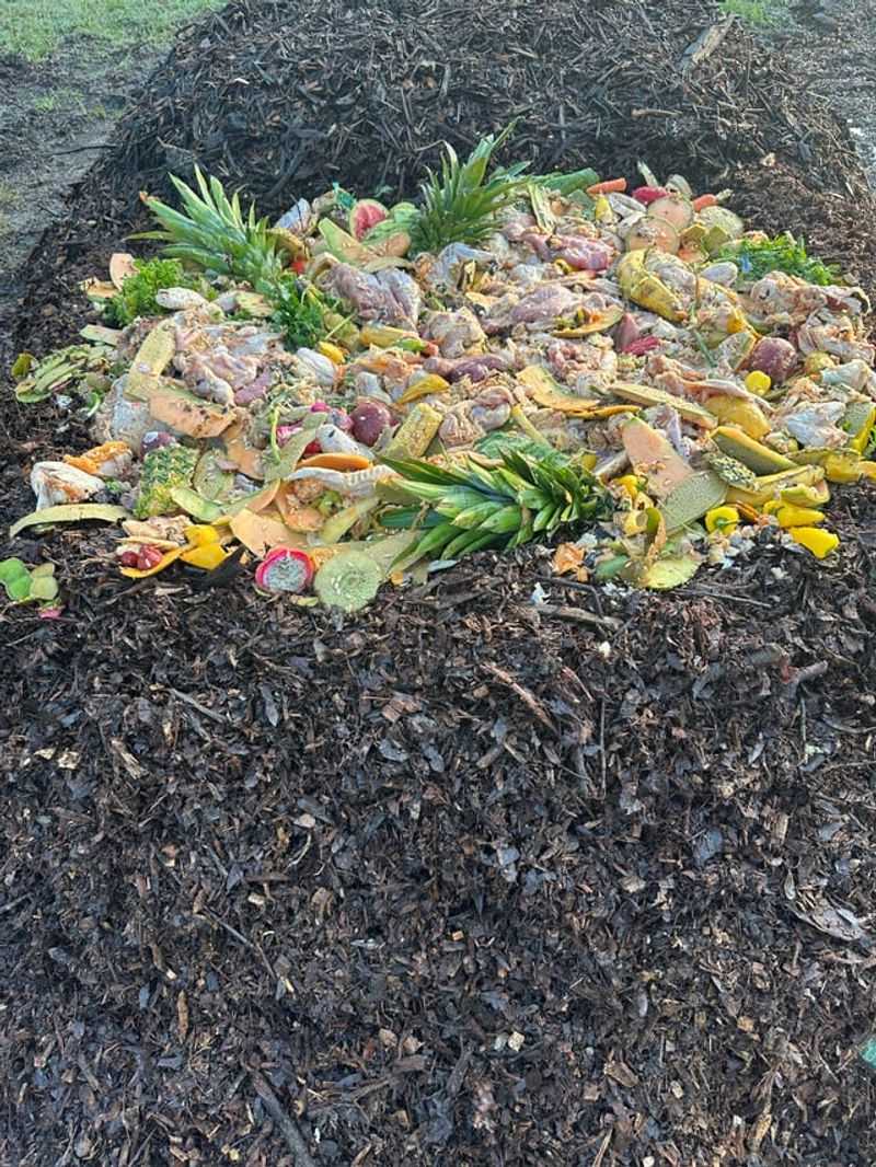 Compost Piles With Meat Or Dairy Scraps Compost Piles With Meat Or Dairy Scraps