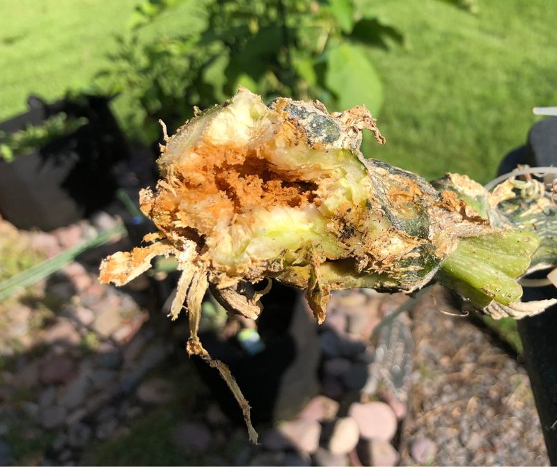 Composting Infected Plants Instead Of Disposing Them Properly Composting Infected Plants Instead Of Disposing Them Properly